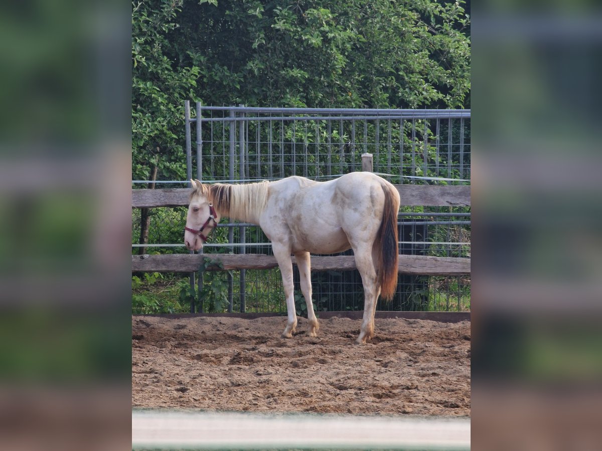 Paint Horse Stute 1 Jahr 153 cm Champagne in Burgdorf Paint Horse Stute 1 Jahr 153 cm Champagne in Burgdorf