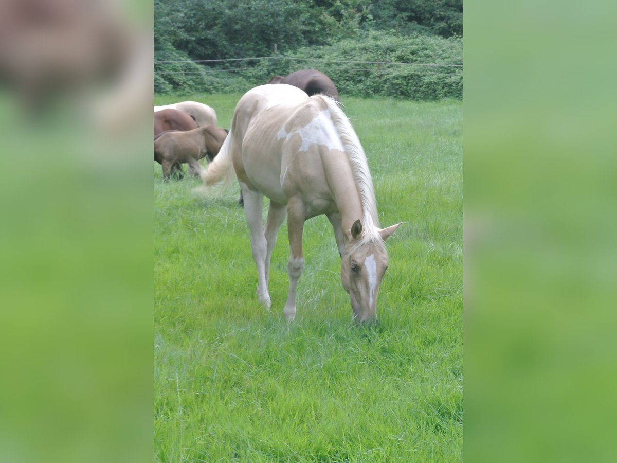 Paint Horse Stute 1 Jahr 155 cm Tobiano-alle-Farben in Dortmund