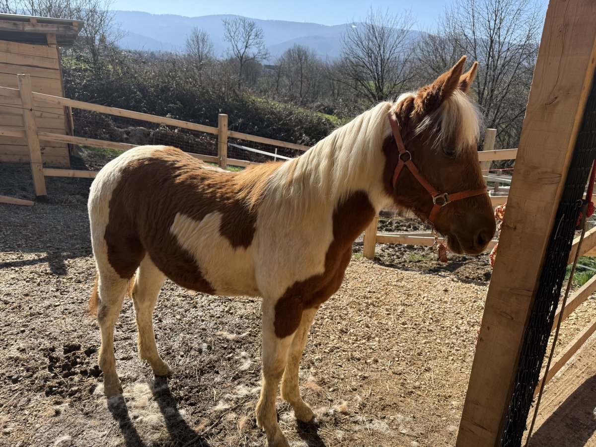 Paint Horse Stute 1 Jahr 160 cm Overo-alle-Farben in edelbach bei feldbach