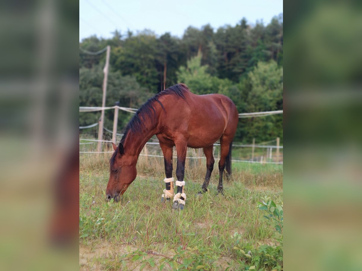 Paint Horse Mix Stute 21 Jahre 150 cm Brauner in Wetzawinkel