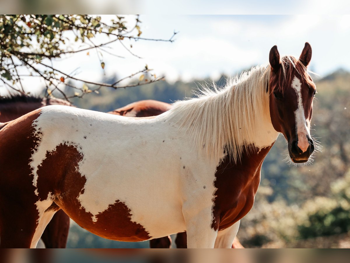 Paint Horse Stute 2 Jahre 145 cm Fuchs in Michelstadt
