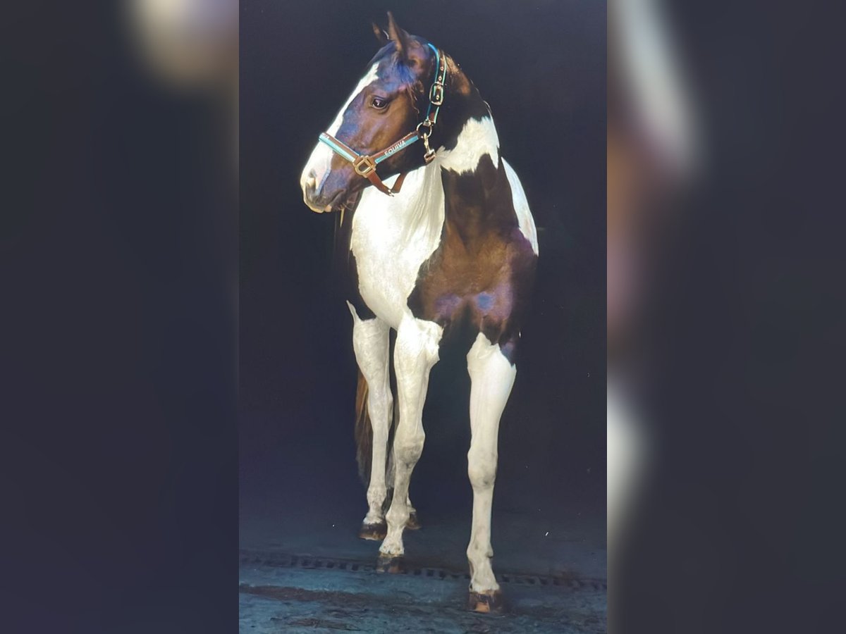 Paint Horse Stute 2 Jahre 148 cm Tobiano-alle-Farben in Gro&#xDF;volderberg