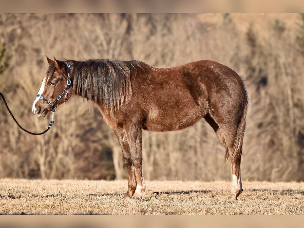 Paint Horse Stute 2 Jahre 150 cm Dunkelfuchs in Floh-Seligenthal