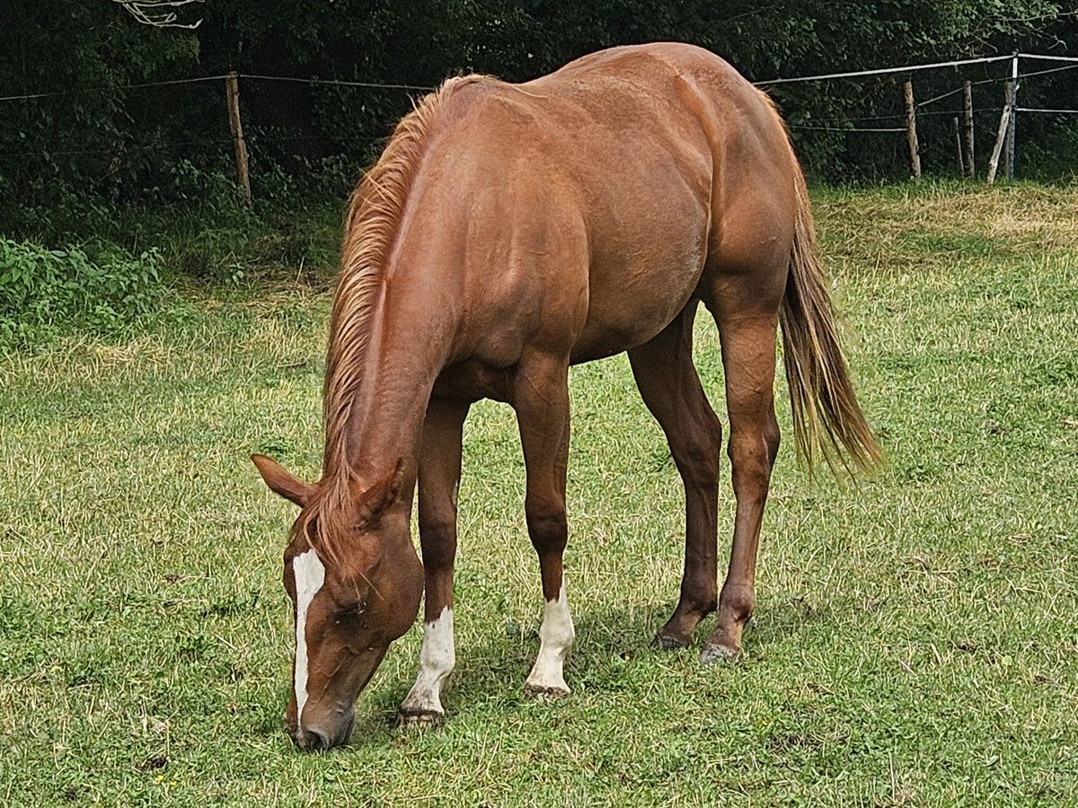 Paint Horse Stute 2 Jahre 150 cm Fuchs in Eggenthal