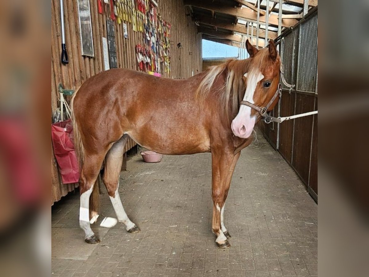 Paint Horse Stute 2 Jahre 152 cm Fuchs in Etgersleben