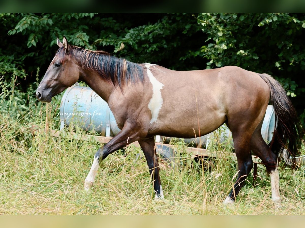 Paint Horse Stute 2 Jahre 152 cm Tobiano-alle-Farben in Hennef