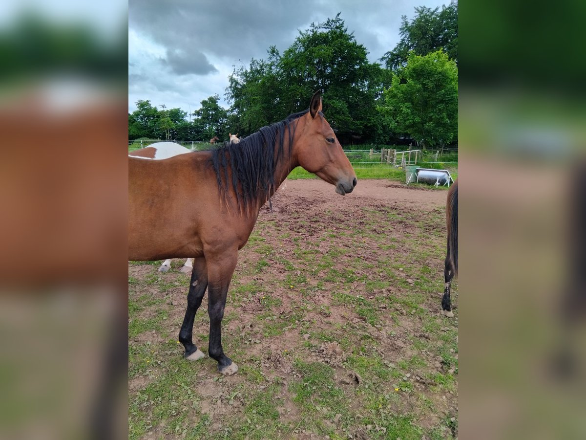 Paint Horse Stute 2 Jahre 160 cm Dunkelbrauner in Hellenthal