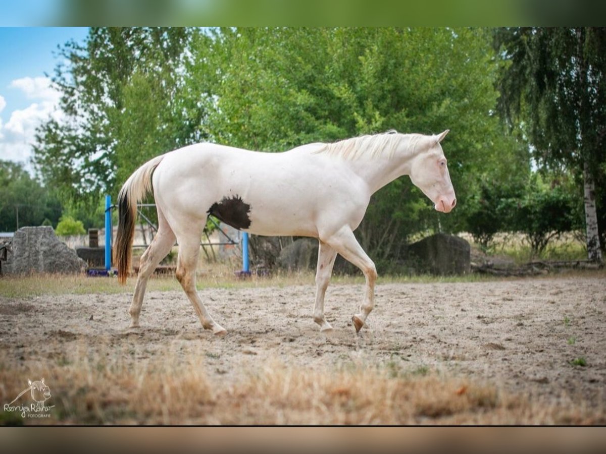 Paint Horse Stute 2 Jahre Schecke in Danstedt