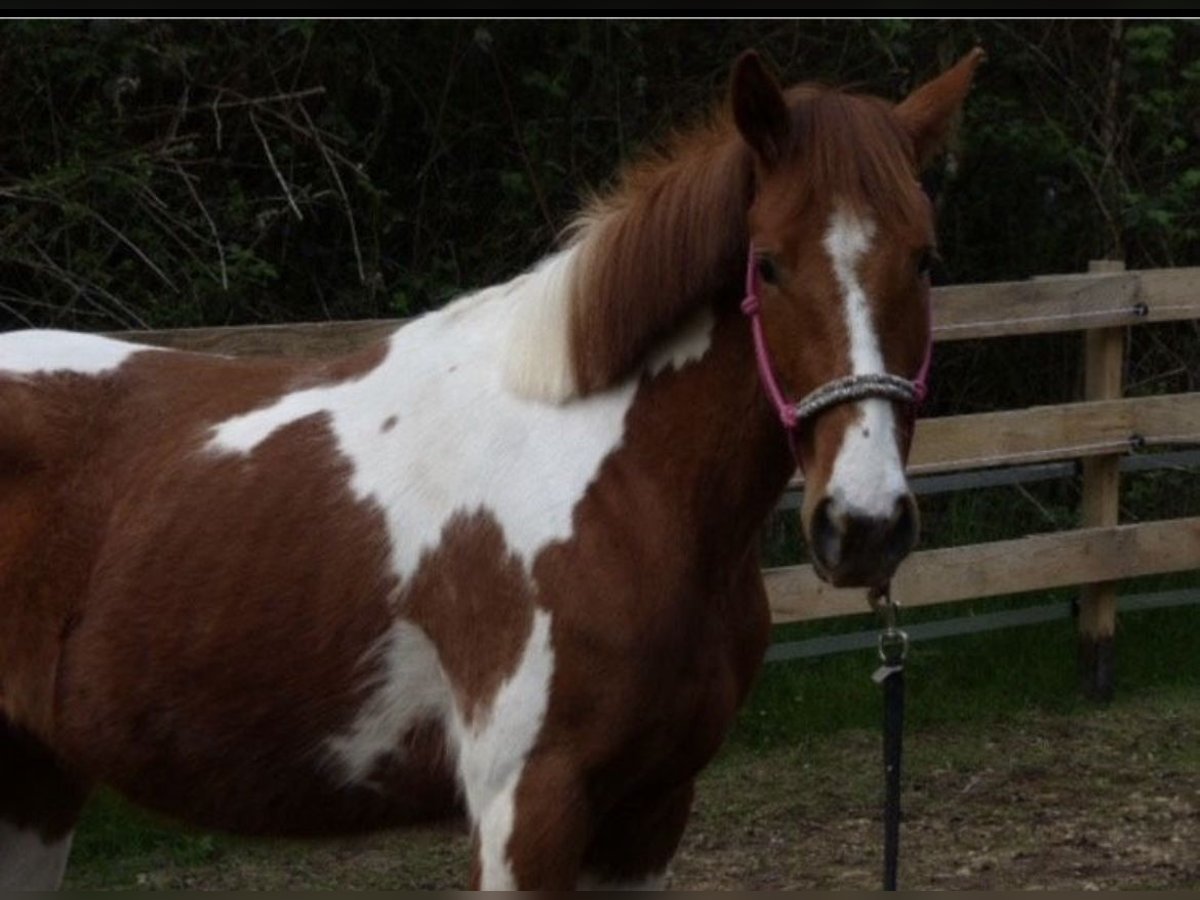 Paint Horse Mix Stute 3 Jahre 140 cm Schecke in SpirkelbachSpirkelbach