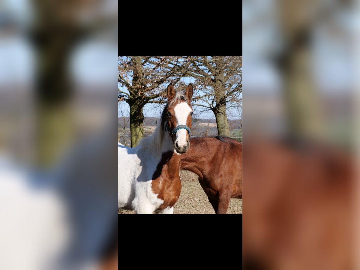 Paint Horse Mix Stute 3 Jahre 147 cm Schecke in Galenberg