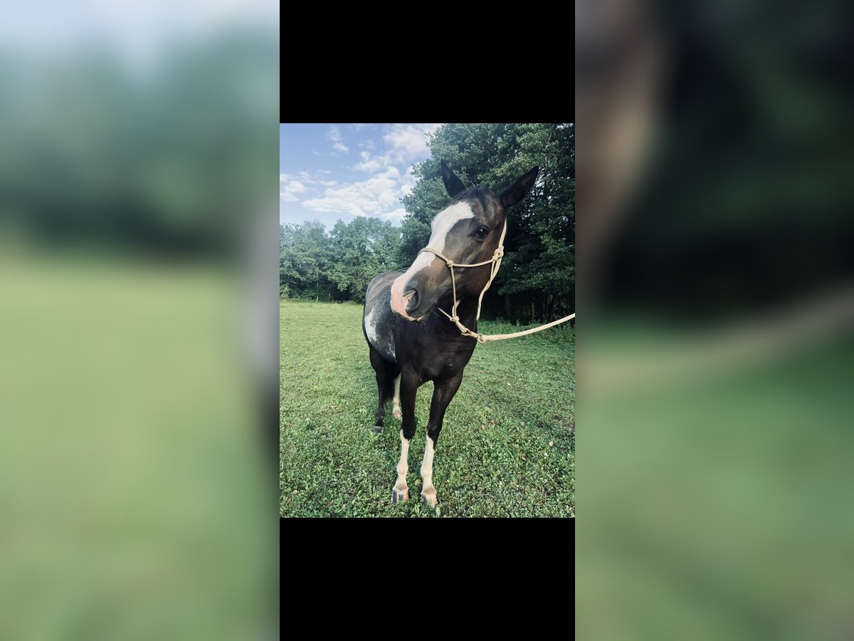 Paint Horse Stute 3 Jahre 148 cm Rabicano in Pichl bei Wels