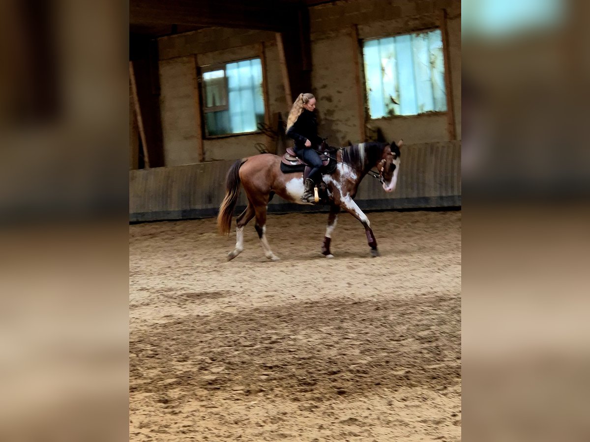 Paint Horse Mix Stute 3 Jahre 151 cm Overo-alle-Farben in Bexbach- Höchen