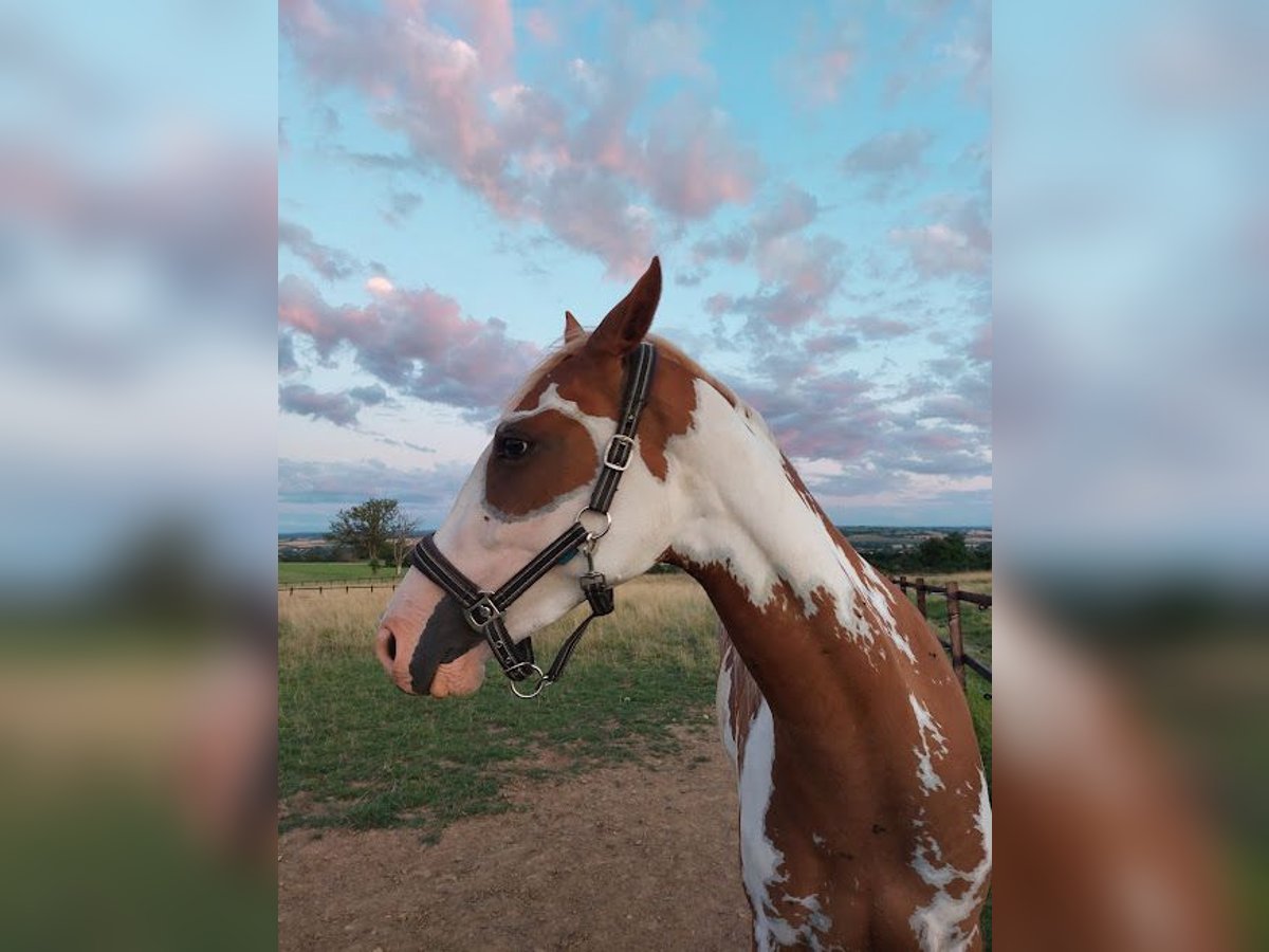 Paint Horse Stute 3 Jahre 160 cm Schecke in saint piere les ettieux