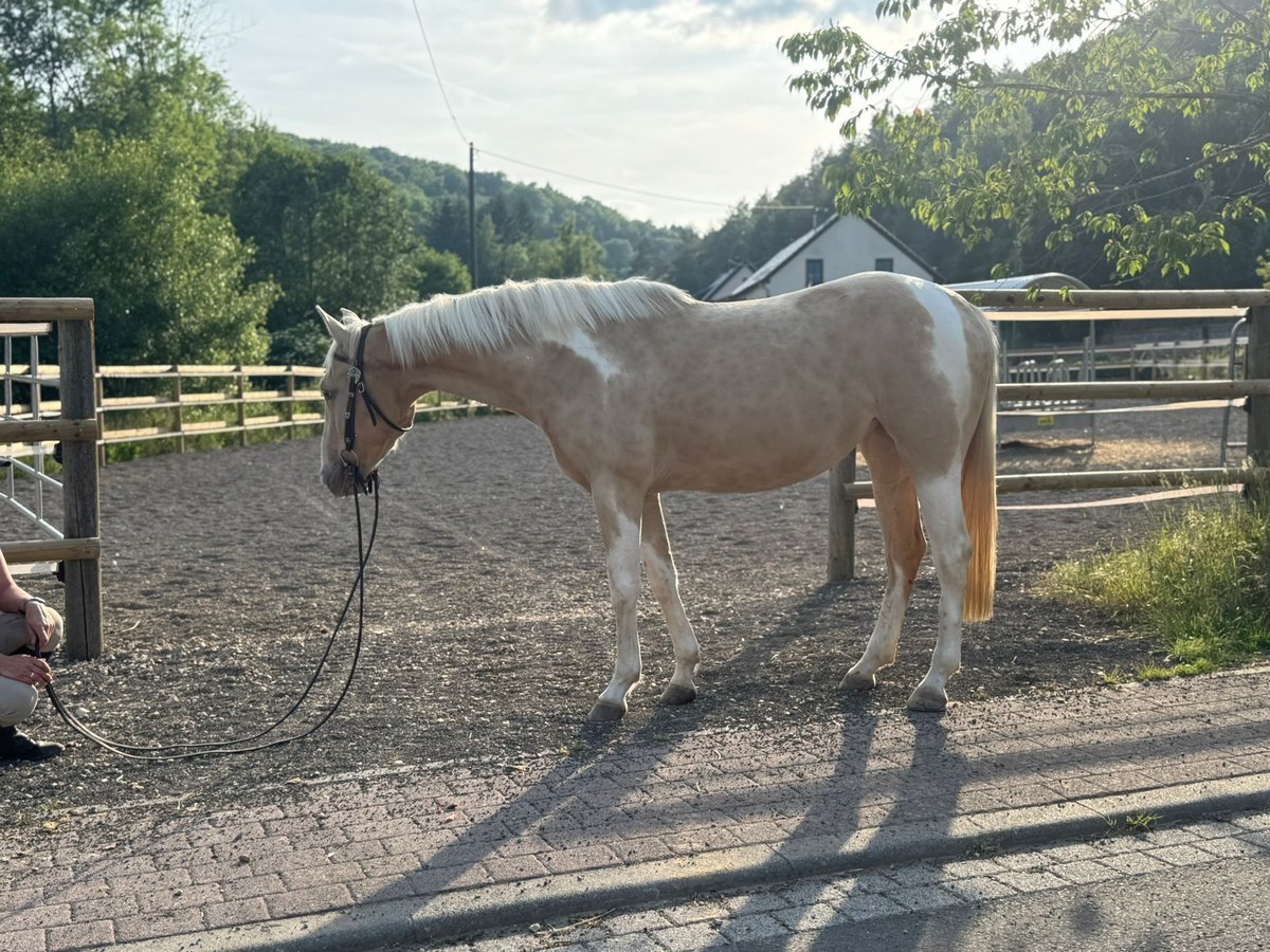 Paint Horse Mix Stute 3 Jahre 161 cm Palomino in &#xDC;xheim