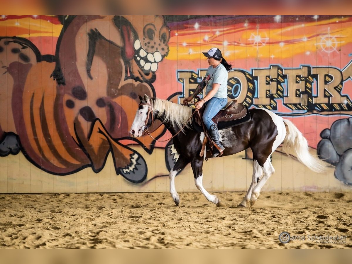 Paint Horse Stute 4 Jahre 144 cm in Fu&#xDF;ach