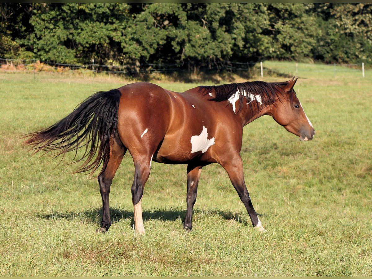 Paint Horse Stute 4 Jahre 148 cm Overo-alle-Farben in Bautzen