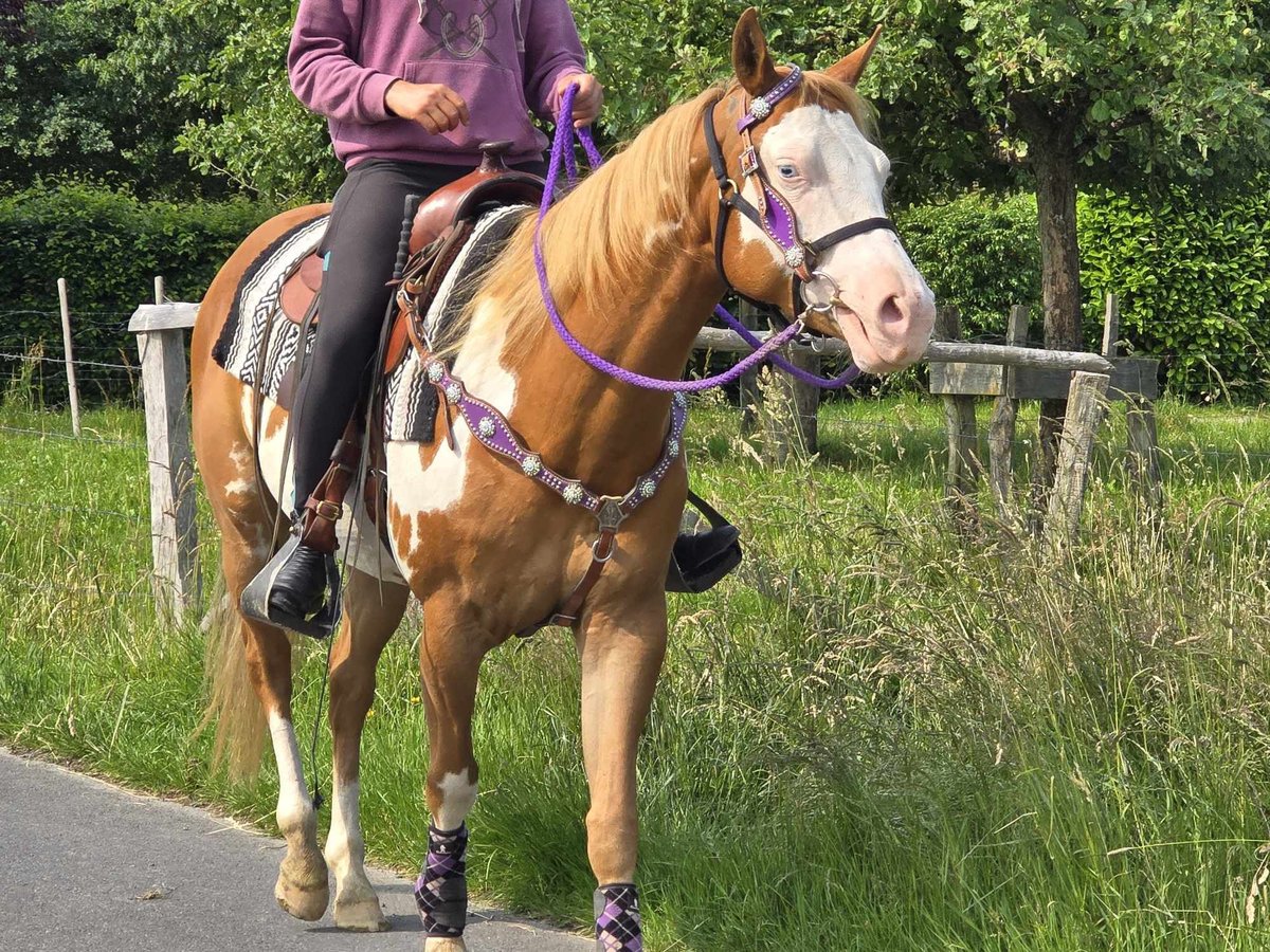 Paint Horse Stute 4 Jahre 150 cm Overo-alle-Farben in Linkenbach