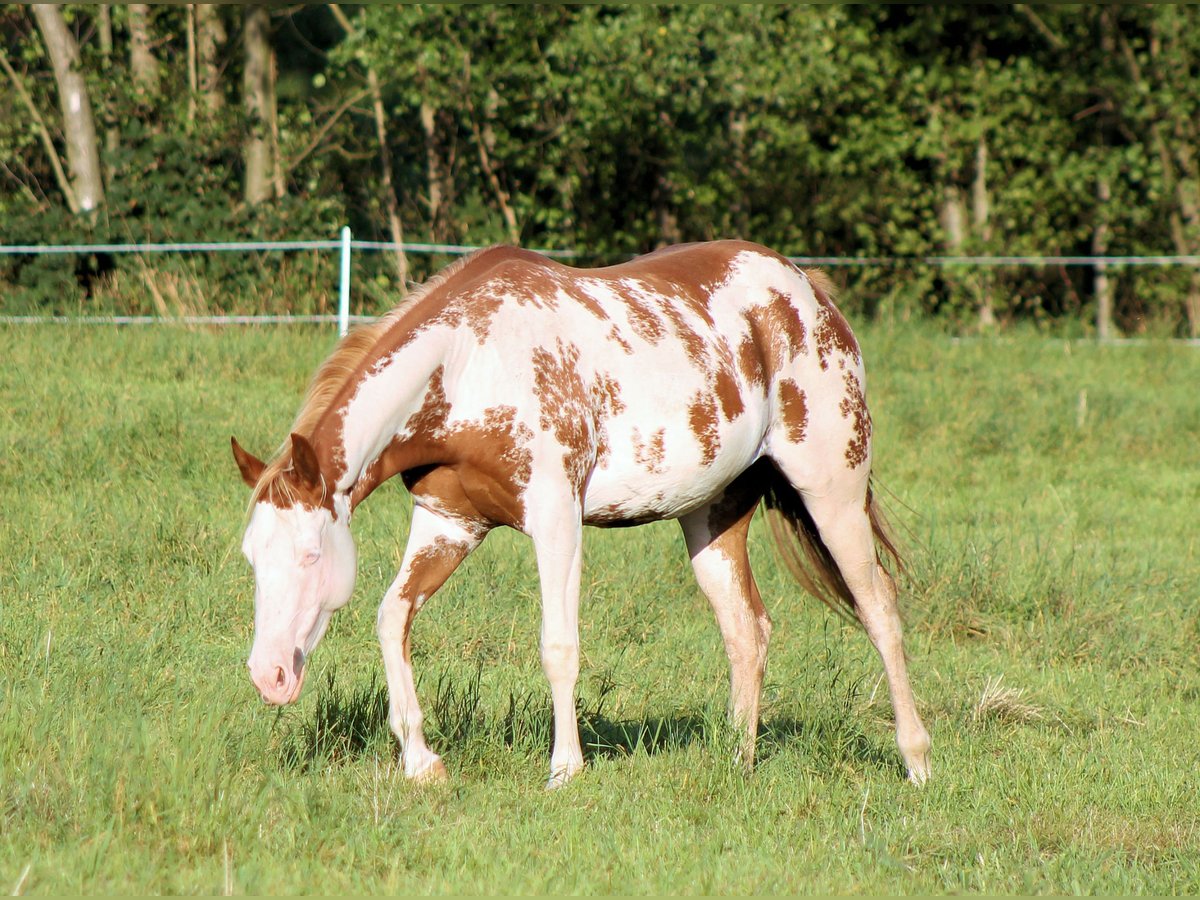 Paint Horse Stute 4 Jahre 150 cm Overo-alle-Farben in Bautzen