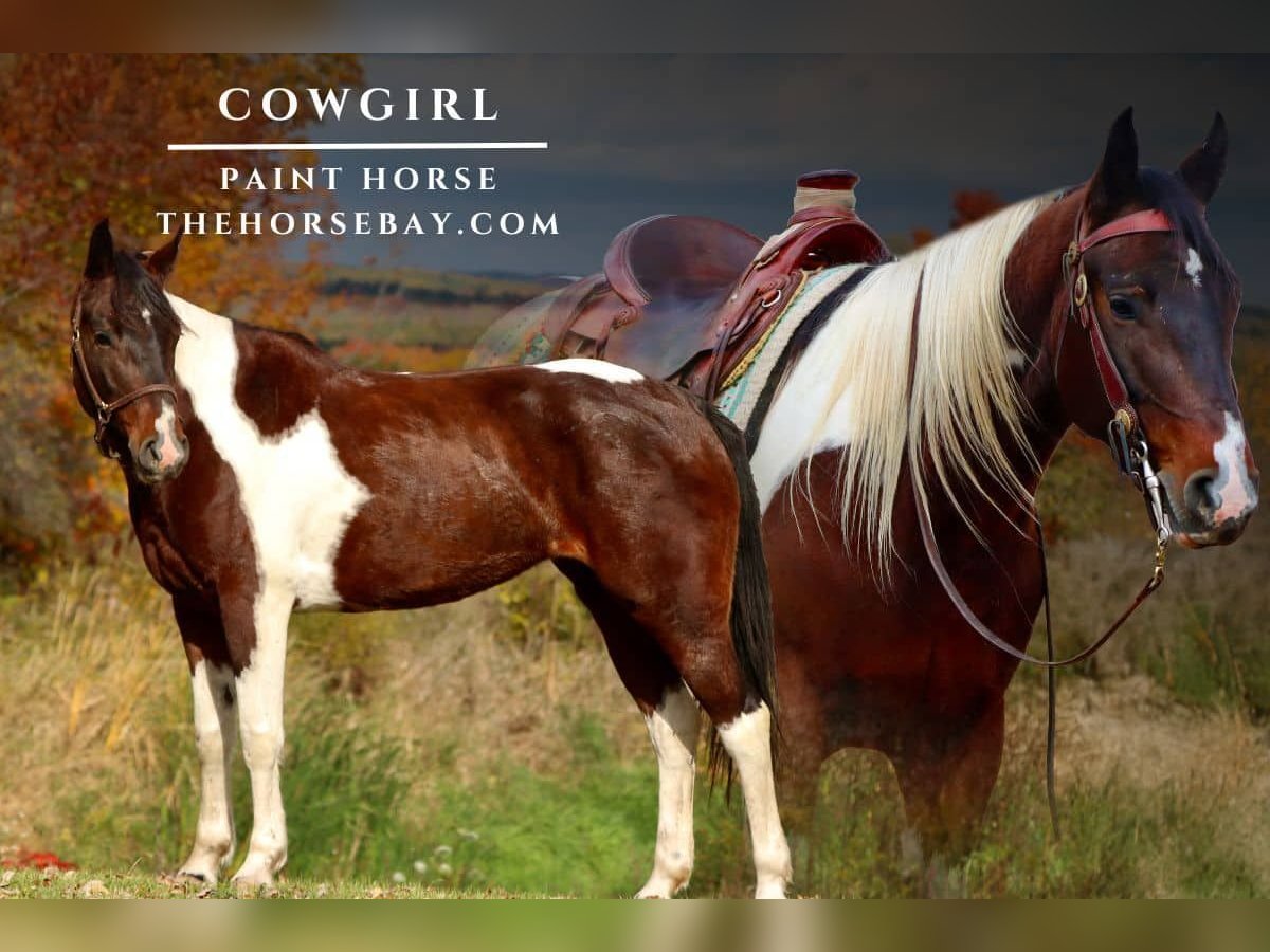 Paint Horse Stute 4 Jahre 150 cm Rotbrauner in Hesperia, MI