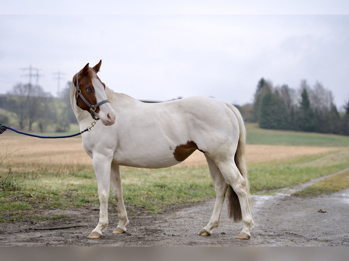 Paint Horse Stute 4 Jahre 150 cm Tobiano-alle-Farben in Erbach