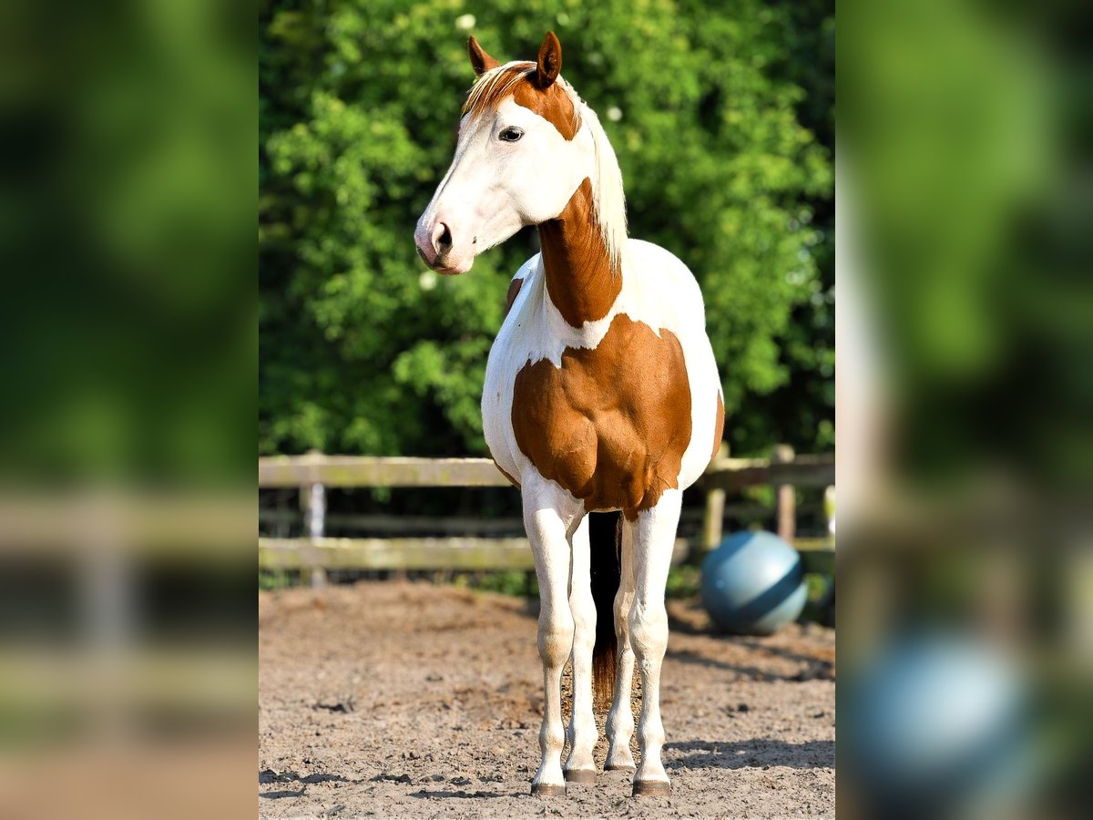 Paint Horse Stute 4 Jahre 151 cm Tobiano-alle-Farben in Winschoten