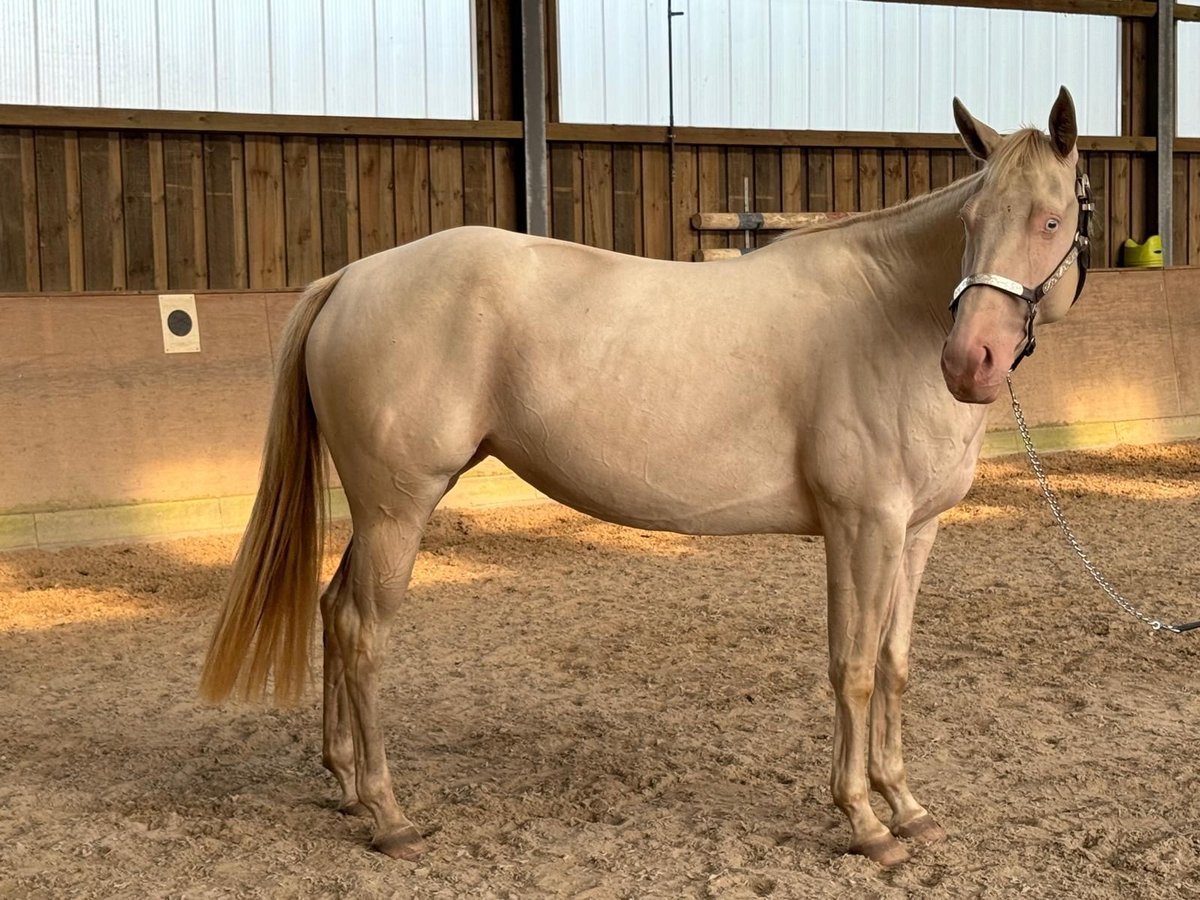 Paint Horse Stute 4 Jahre 152 cm Perlino in Bomlitz