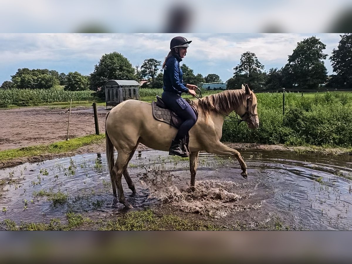 Paint Horse Stute 4 Jahre 154 cm Champagne in OttersbergOttersberg