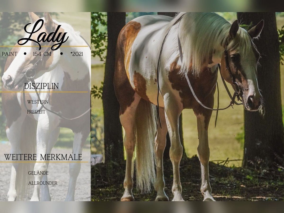 Paint Horse Mix Stute 4 Jahre 154 cm Schecke in Nettersheim