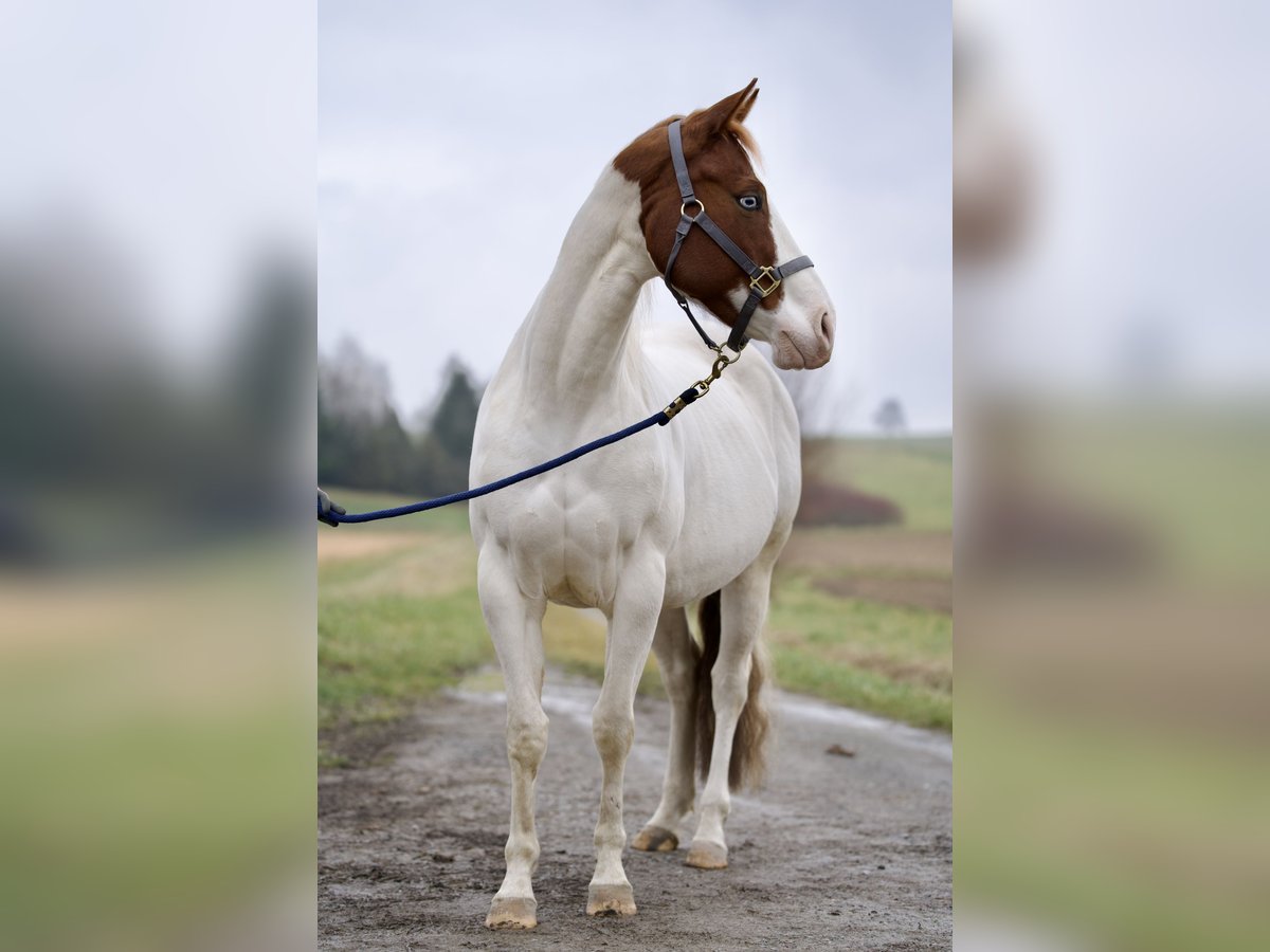Paint Horse Stute 4 Jahre Tobiano-alle-Farben in Erbach