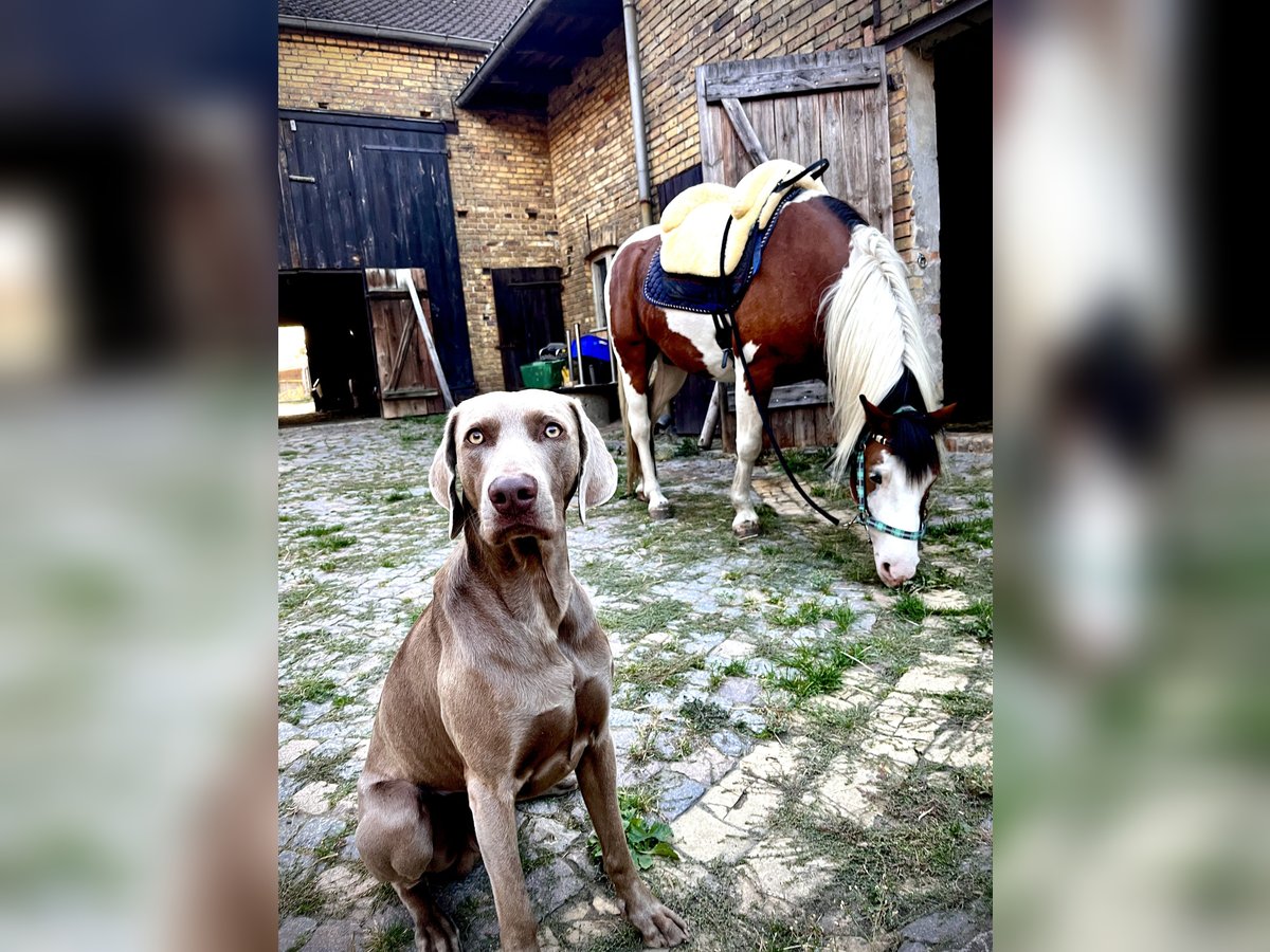 Paint Horse Mix Stute 5 Jahre 144 cm in Coswig