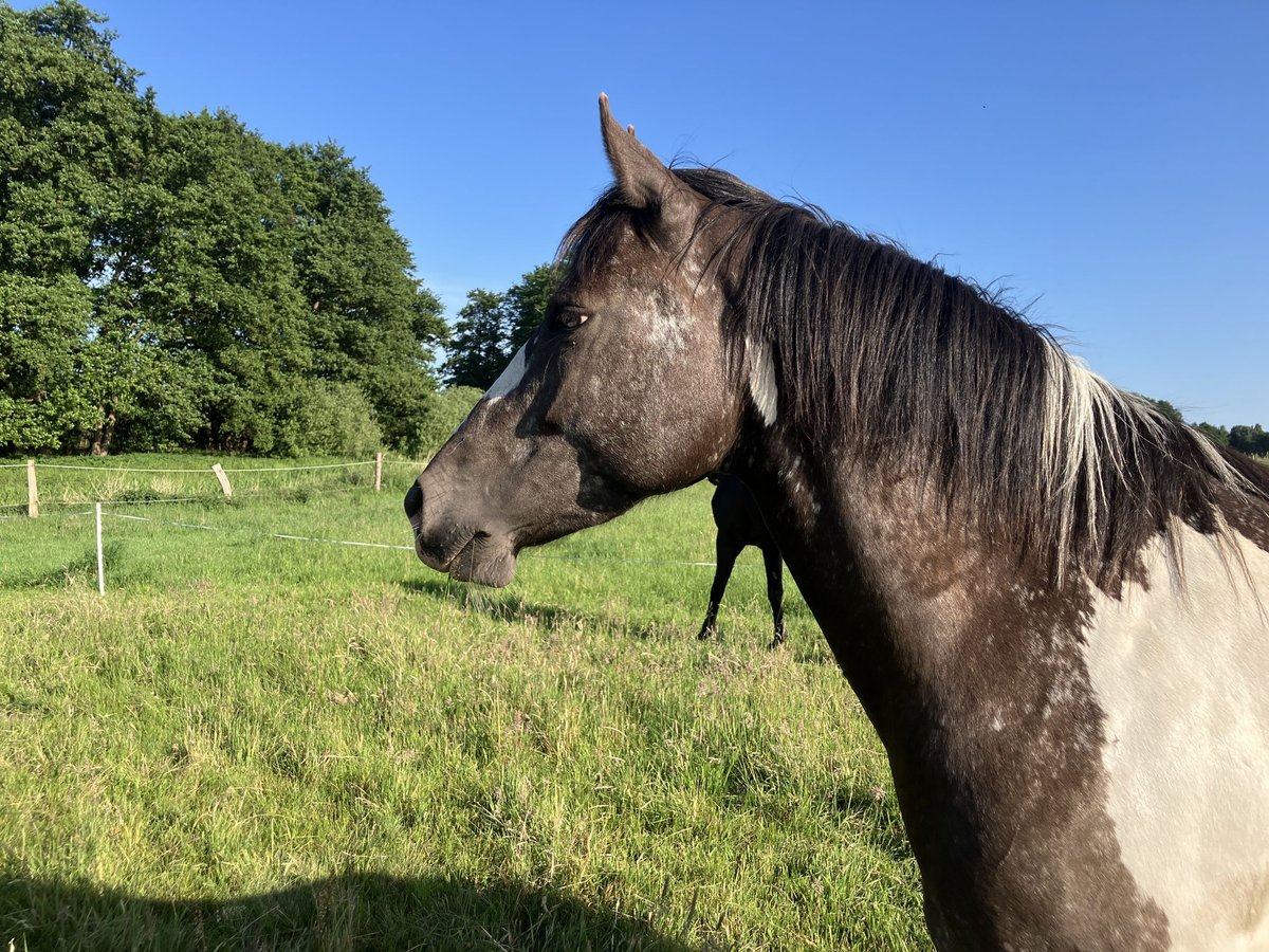 Paint Horse Stute 5 Jahre 150 cm Tobiano-alle-Farben in Rukieten