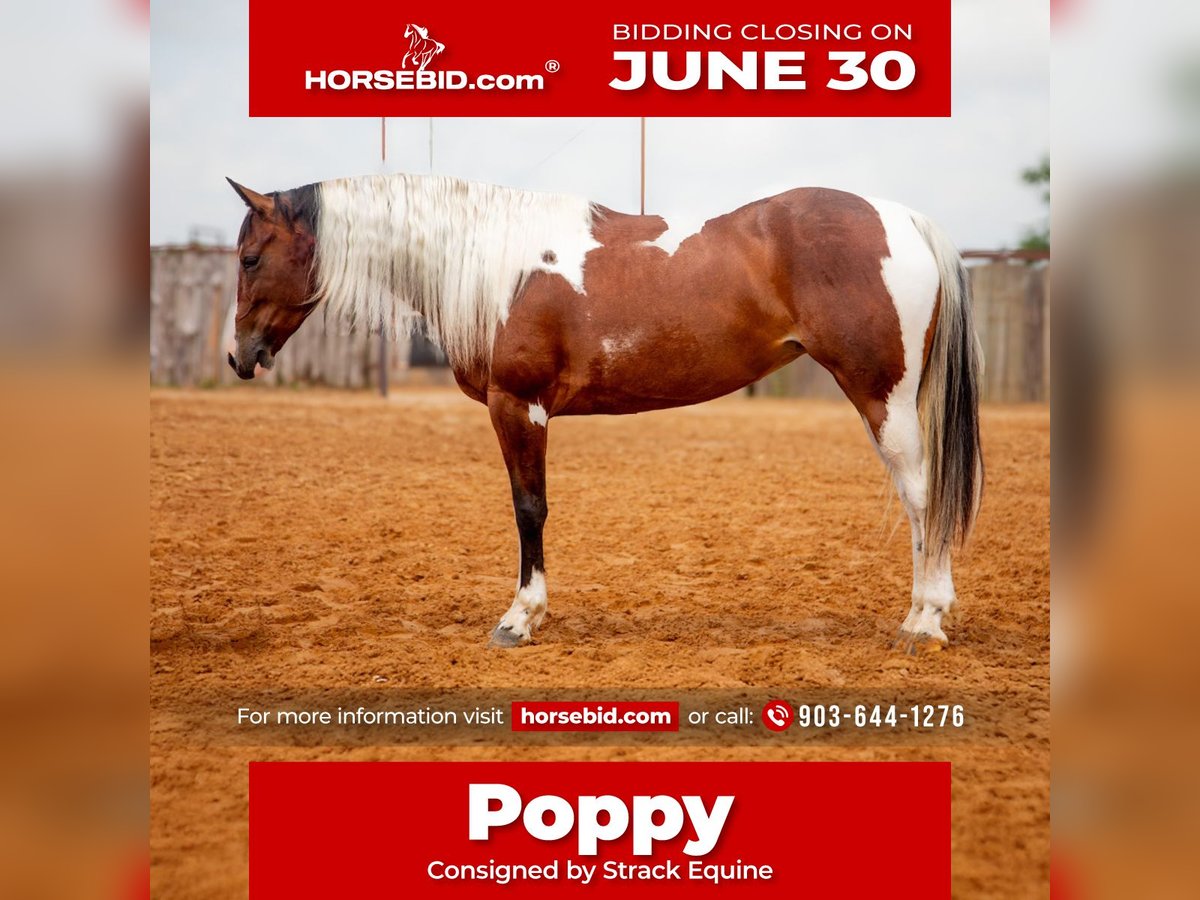 Paint Horse Stute 5 Jahre 152 cm in Buffalo, TX