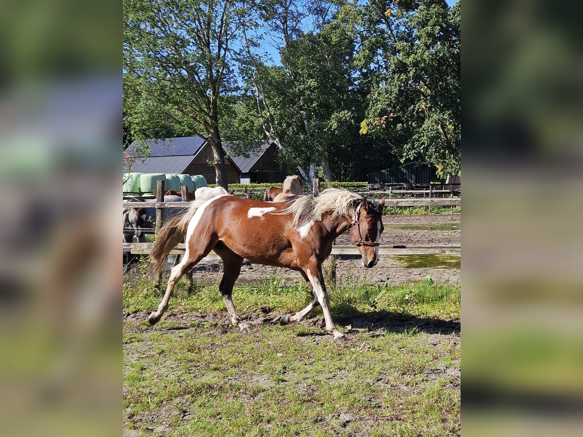 Paint Horse Stute 5 Jahre 153 cm Overo-alle-Farben in Nieuw-Schoonebeek