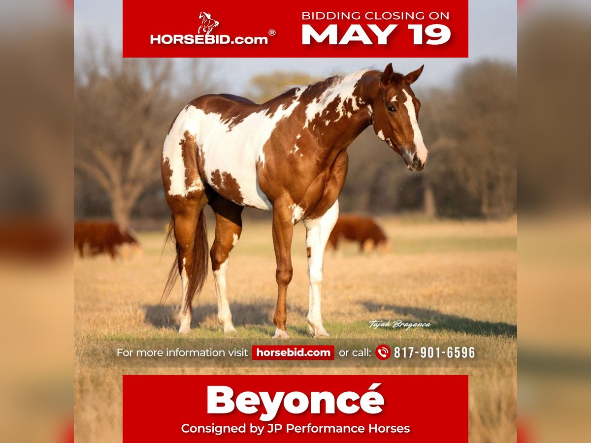 Paint Horse Stute 5 Jahre 155 cm Rotfuchs in Weatherford, TX