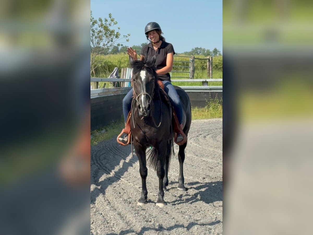 Paint Horse Stute 5 Jahre 157 cm Rappe in Kappelen
