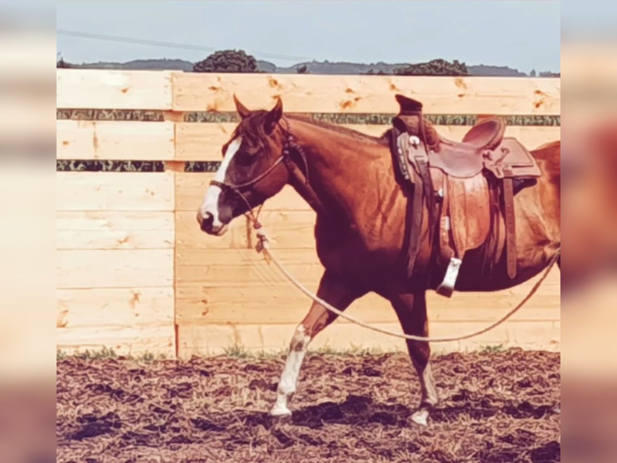 Paint Horse Mix Stute 6 Jahre 147 cm Fuchs in Osnabr&#xFC;ck