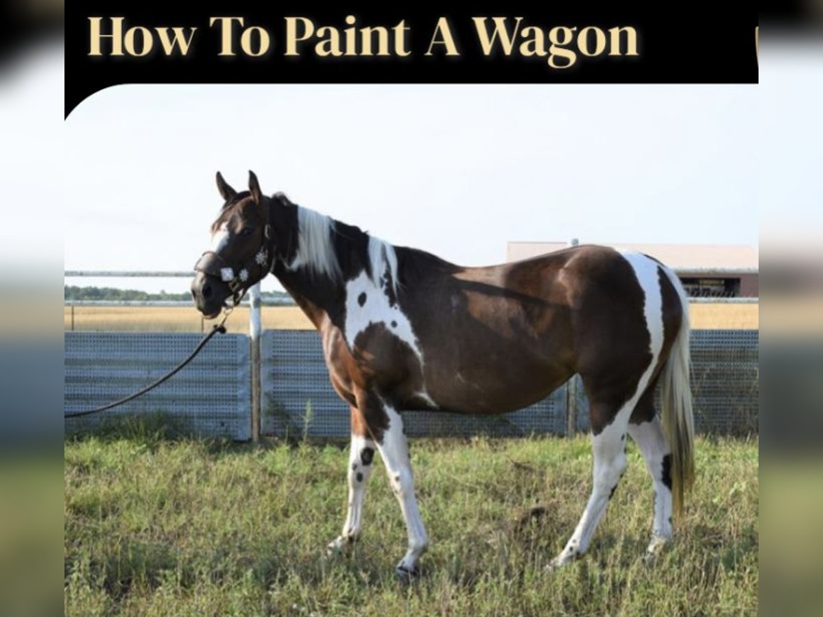 Paint Horse Stute 6 Jahre 152 cm Dunkelfuchs in Greenwood