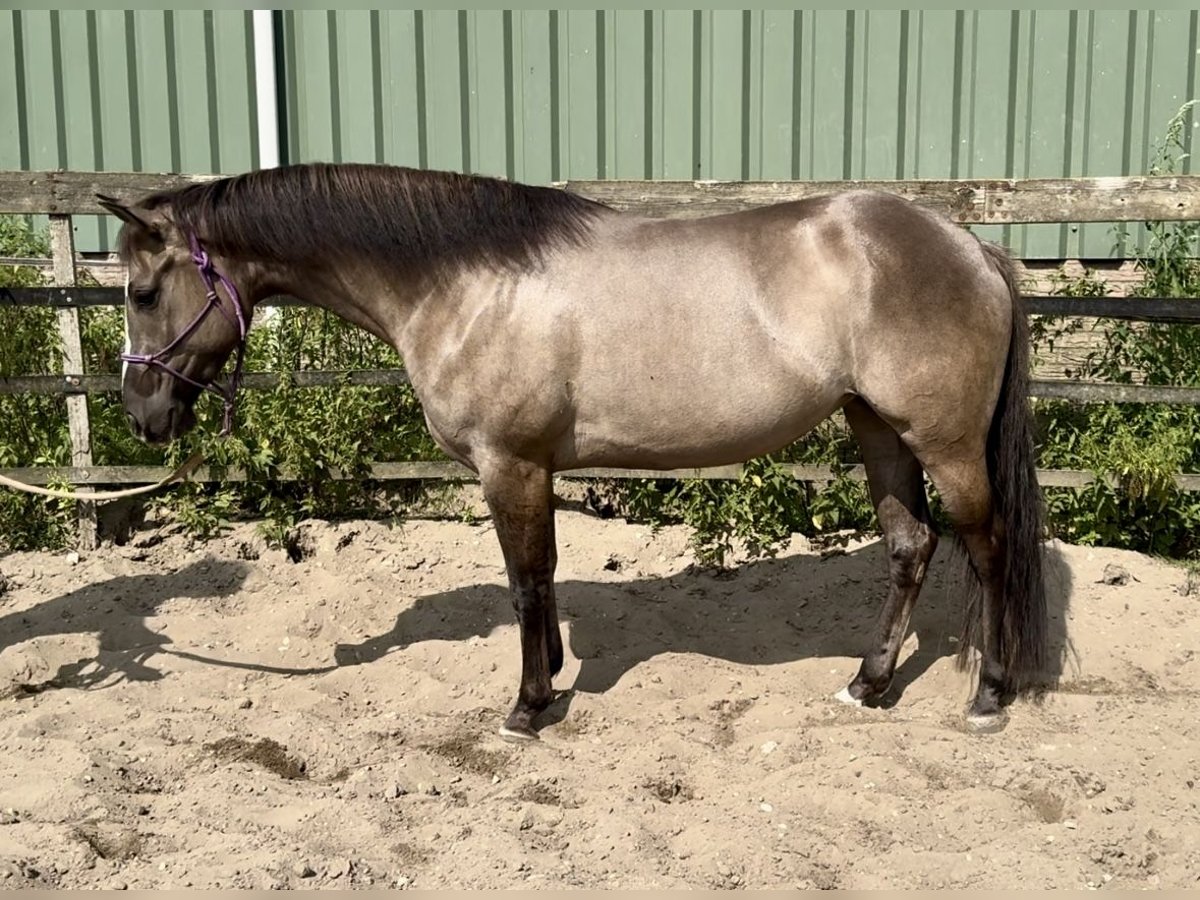 Paint Horse Stute 6 Jahre 152 cm Grullo in Barneveld