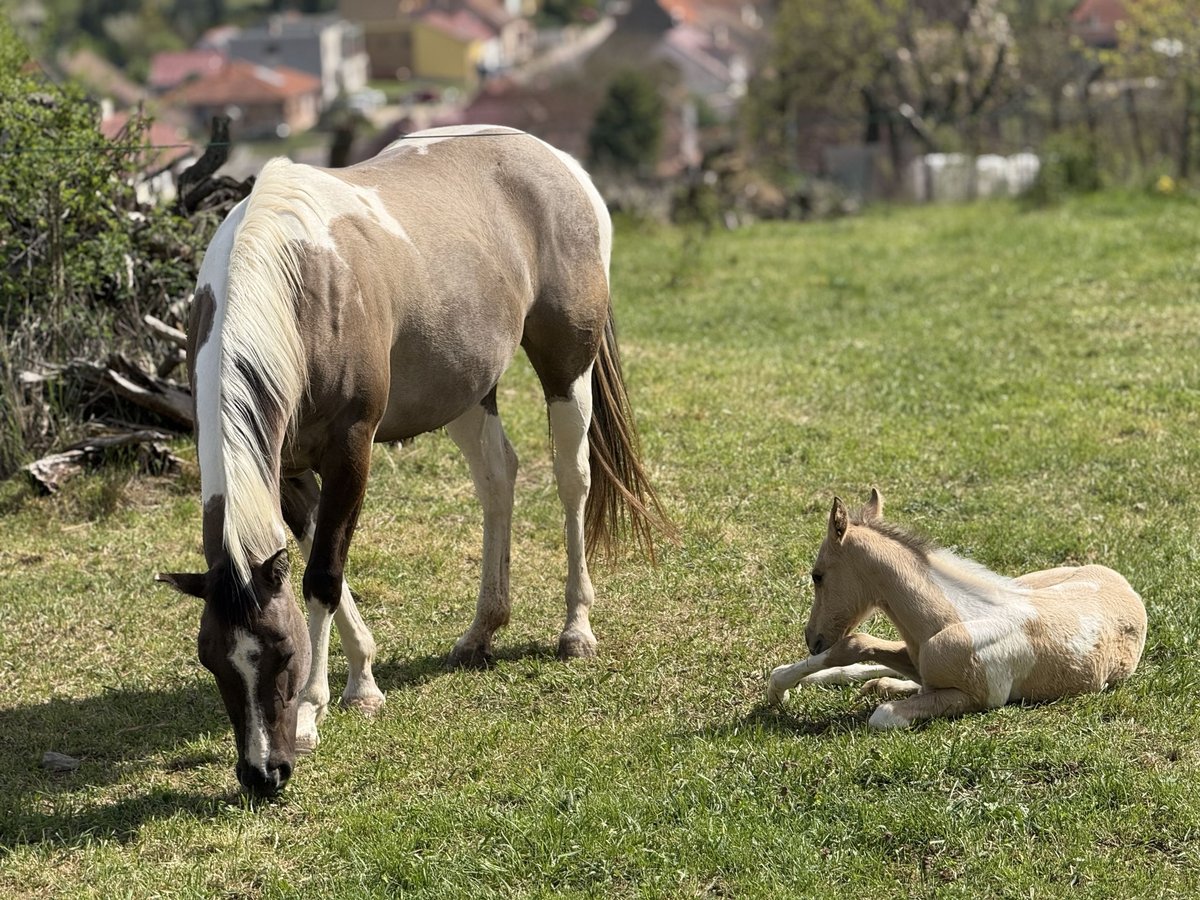 Paint Horse Stute 6 Jahre 155 cm Grullo in Znojmo