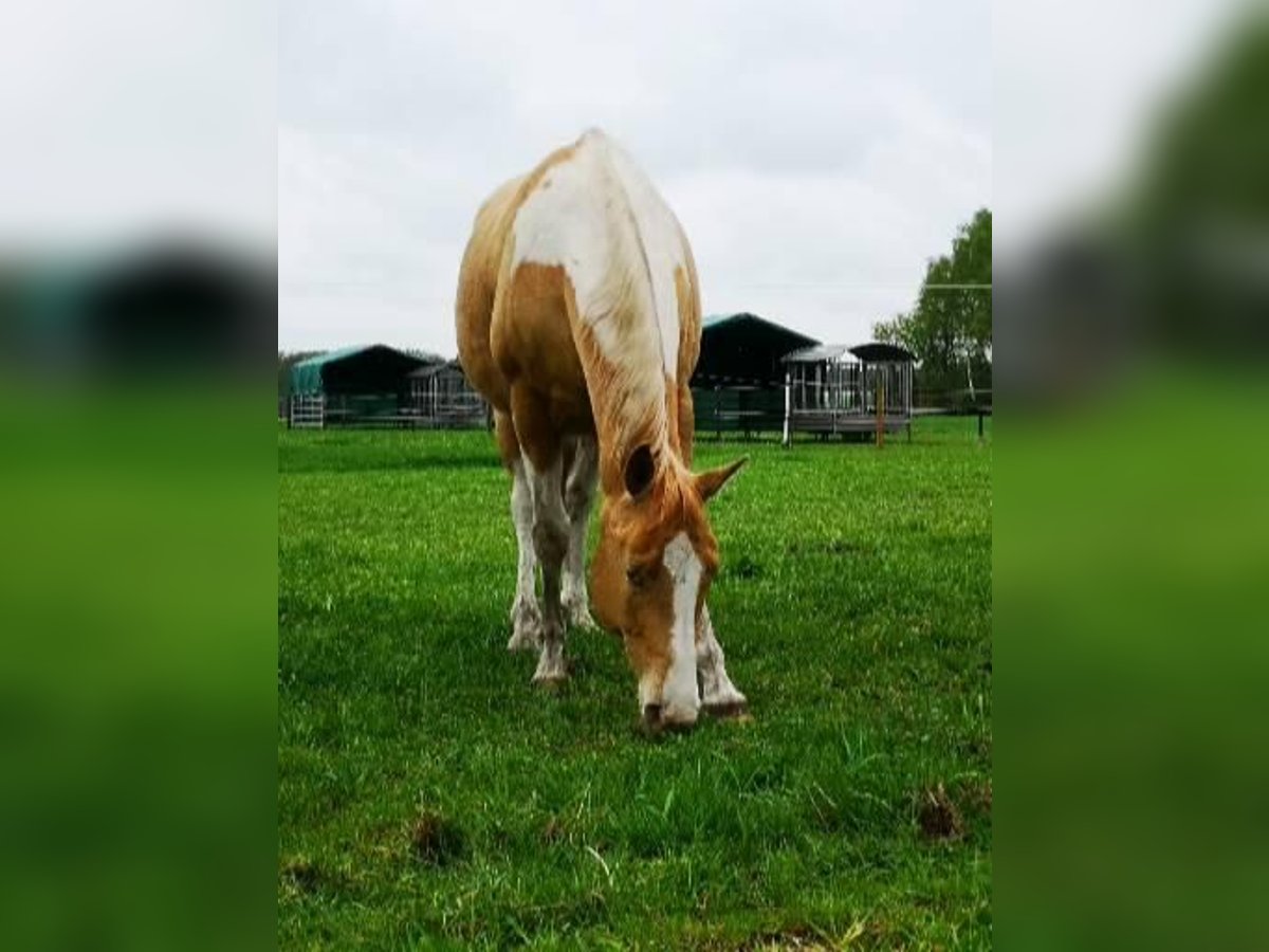 Paint Horse Mix Stute 6 Jahre 160 cm Champagne in Lengerich