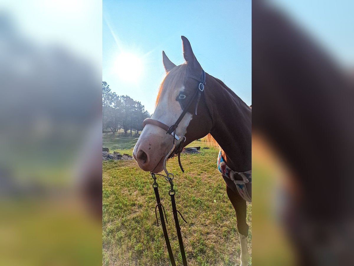 Paint Horse Stute 7 Jahre 142 cm Rotfuchs in Arlington Paint Horse Stute 7 Jahre 142 cm Rotfuchs in Arlington