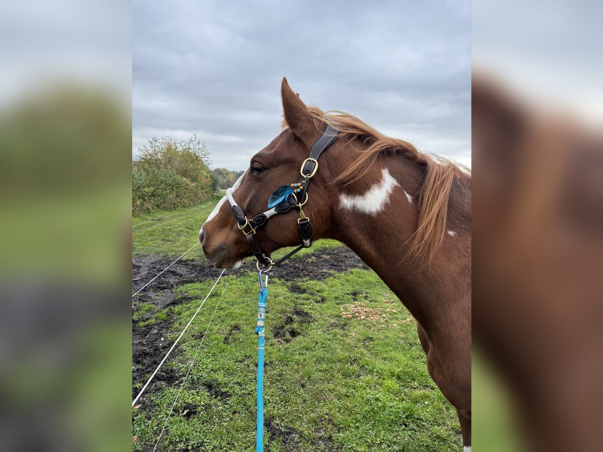 Paint Horse Mix Stute 7 Jahre 146 cm Schecke in Trassenheide