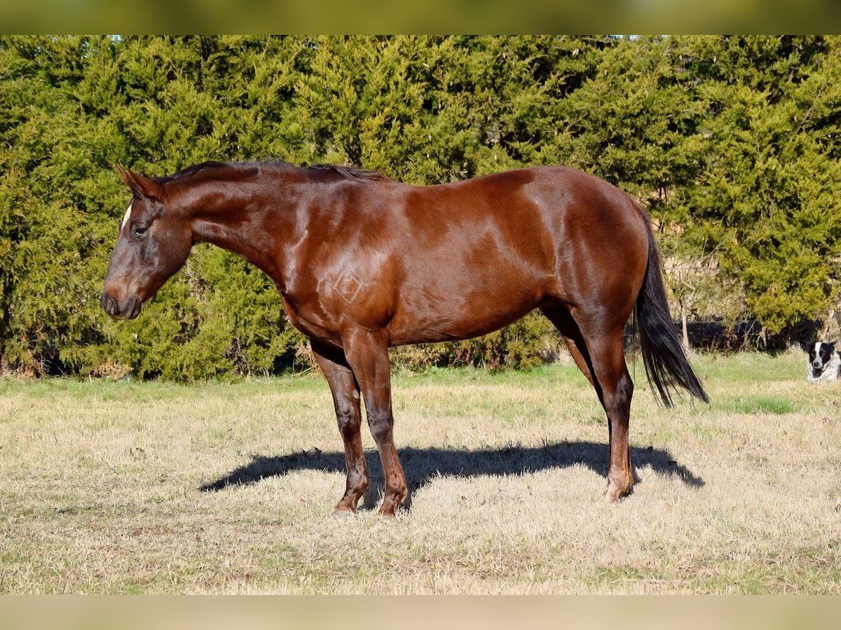Paint Horse Stute 7 Jahre 152 cm Dunkelfuchs in Mccurtain
