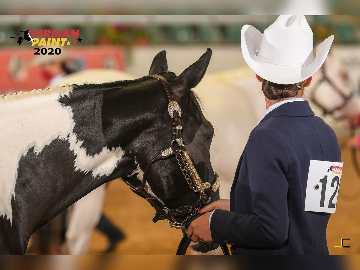 Paint Horse Stute 7 Jahre 153 cm Tobiano-alle-Farben in Erligheim
