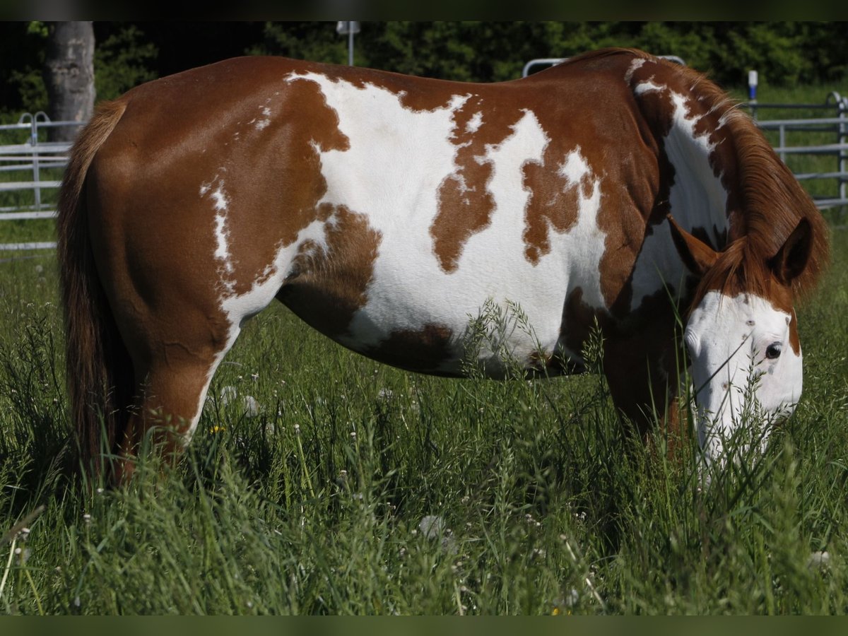 Paint Horse Stute 7 Jahre 157 cm Overo-alle-Farben in Warburg
