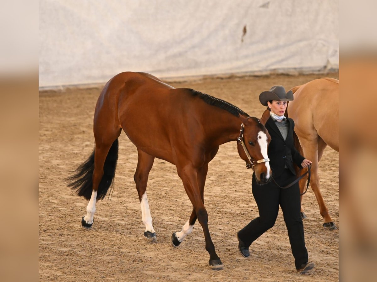 Paint Horse Stute 7 Jahre 163 cm Brauner in Losheim am See