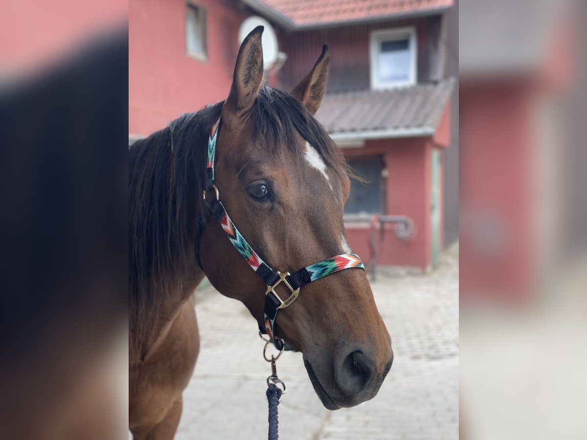 Paint Horse Mix Stute 8 Jahre 151 cm Brauner in Hahausen