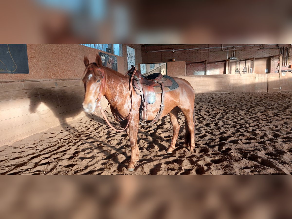Paint Horse Stute 8 Jahre 151 cm Fuchs in Suhlendorf