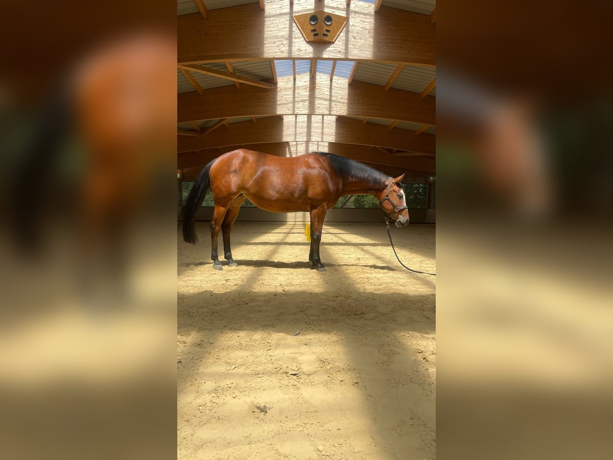 Paint Horse Stute 8 Jahre 154 cm Brauner in Haiming