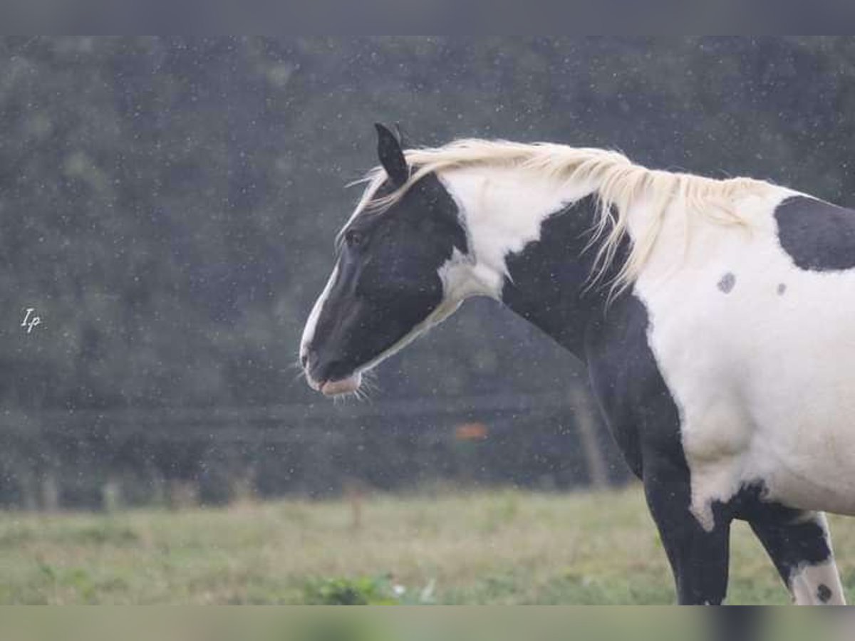 Paint Horse Mix Stute 9 Jahre 140 cm Tovero-alle-Farben in Vitreux